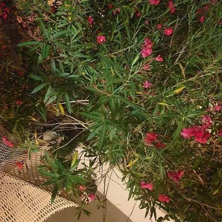 Διαμέρισμα Aktipis 1 Αργάσι