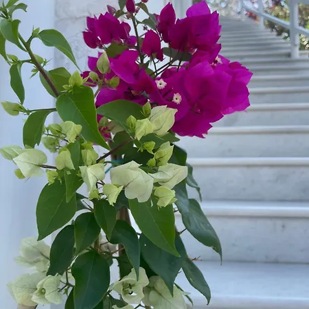 Aktipis 1 아파트 아르가시