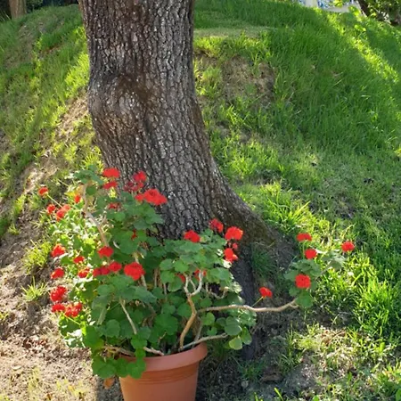 Apartamento Aktipis 1